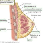 anatomía del pecho. academiestic.
